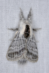 Tolype distincta