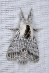 Tolype distincta