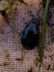 Ambrysus