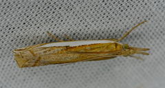 Crambus