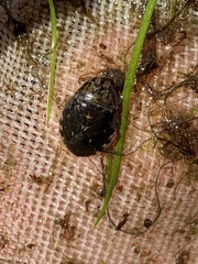 Ambrysus