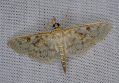 Herpetogramma aquilonalis