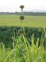 Leonotis nepetifolia