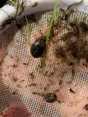 Ambrysus