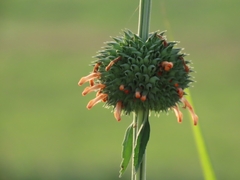 Leonotis nepetifolia