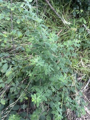 Genista monspessulana