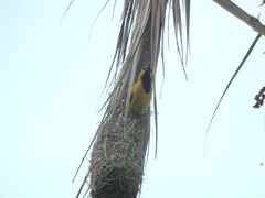 Icterus nigrogularis nigrogularis
