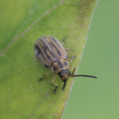 Ophraella