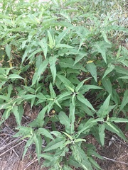 Ambrosia ambrosioides