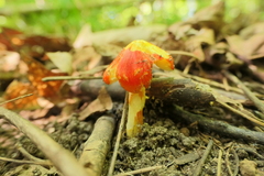 Hygrocybe punicea
