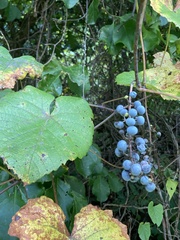 Vitis aestivalis