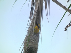 Icterus nigrogularis nigrogularis