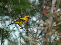 Icterus nigrogularis nigrogularis