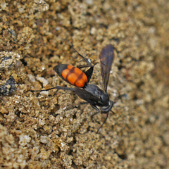 Anoplius americanus