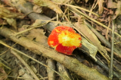 Hygrocybe punicea