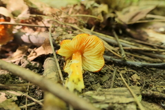 Hygrocybe punicea