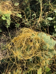 Cuscuta campestris