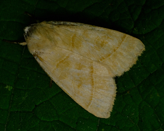 Ipimorpha pleonectusa