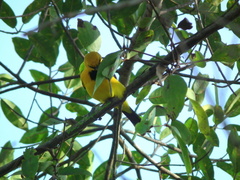Icterus nigrogularis nigrogularis