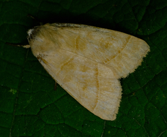 Ipimorpha pleonectusa