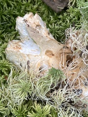 Lactifluus deceptivus