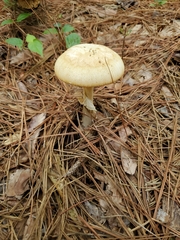 Amanita citrina