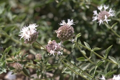 Monardella odoratissima