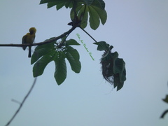Icterus nigrogularis nigrogularis