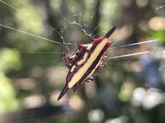 Gasteracantha fornicata