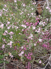 Eriostemon australasius