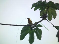 Icterus nigrogularis nigrogularis