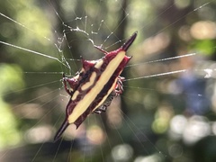 Gasteracantha fornicata