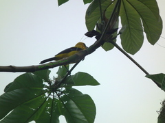 Icterus nigrogularis nigrogularis