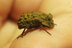 Bolitotherus cornutus