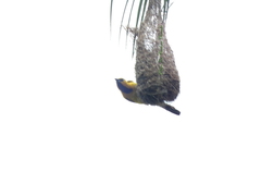 Icterus nigrogularis nigrogularis