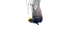 Icterus nigrogularis nigrogularis