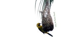 Icterus nigrogularis nigrogularis