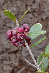 Syzygium pancheri