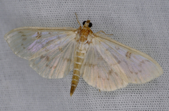 Herpetogramma aquilonalis
