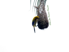 Icterus nigrogularis nigrogularis