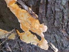 Pycnoporellus alboluteus