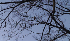 Buteo jamaicensis