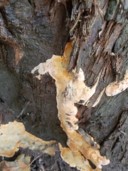 Pycnoporellus alboluteus