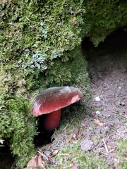 Neoboletus erythropus