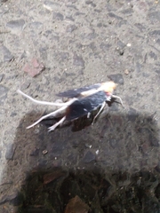 Cerogenes auricoma