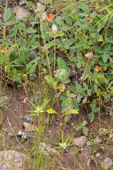 Gomphrena nitida
