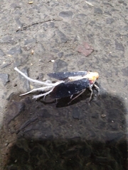 Cerogenes auricoma