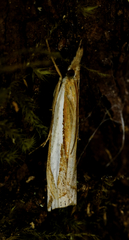 Crambus leachellus