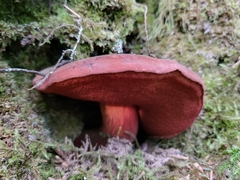 Neoboletus erythropus