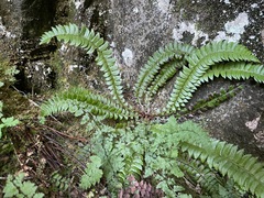 Polystichum lonchitis